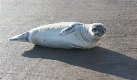 It's the season for seal pups, and they might show up in weird places ...