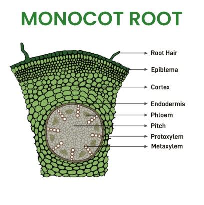 What is Monocot Root? - Definition, Structure, Characteristics ...