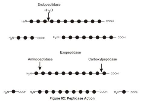 News in Proteomics Research: Quick guide -- is it a peptidase or a ...