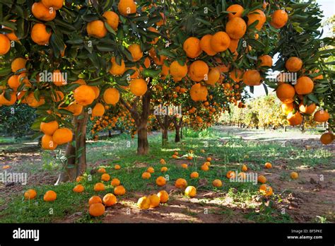 Orange Fruit Tree Wallpaper