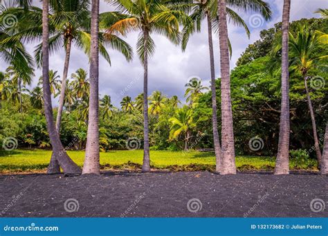 Palm Trees at Punaluu Black Sand Beach on Big Island, Hawaii Stock Photo - Image of nature ...