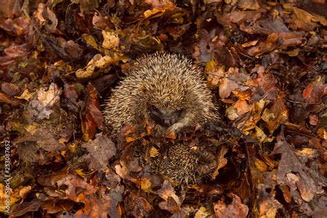 Hedgehog in hibernation. Wild, native, European hedgehog in natural ...