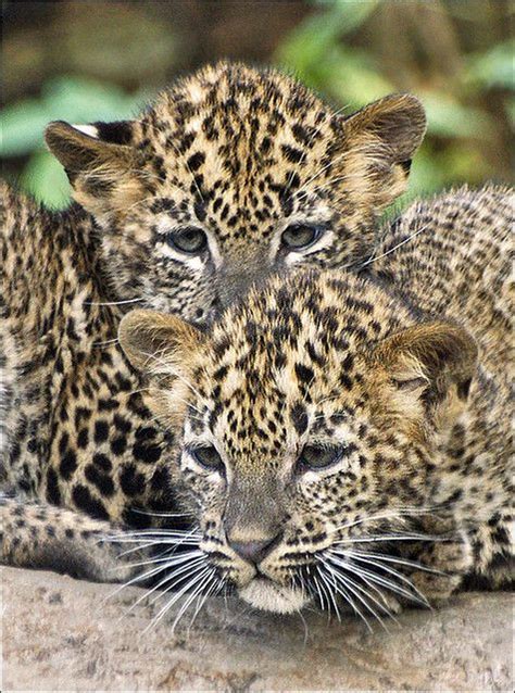 funnywildlife | Animals wild, Big cats, Wild cats