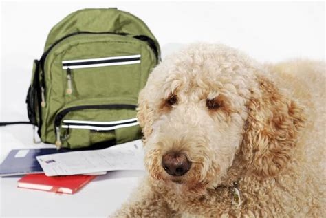 School Is In: Back To School Safety Tips For Pets | Seven Hills Veterinary Hospital