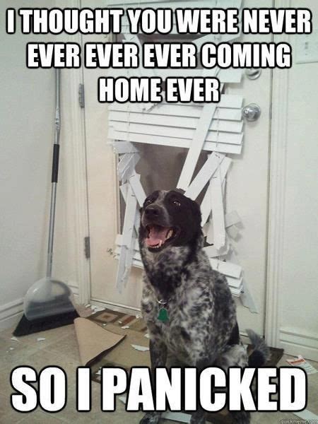 This was so my puppy! | Funny dog pictures, Funny animal pictures, Funny dog memes