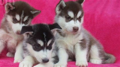 "Sakhalin Husky" Puppies For Sale | Palo Alto, CA #245966