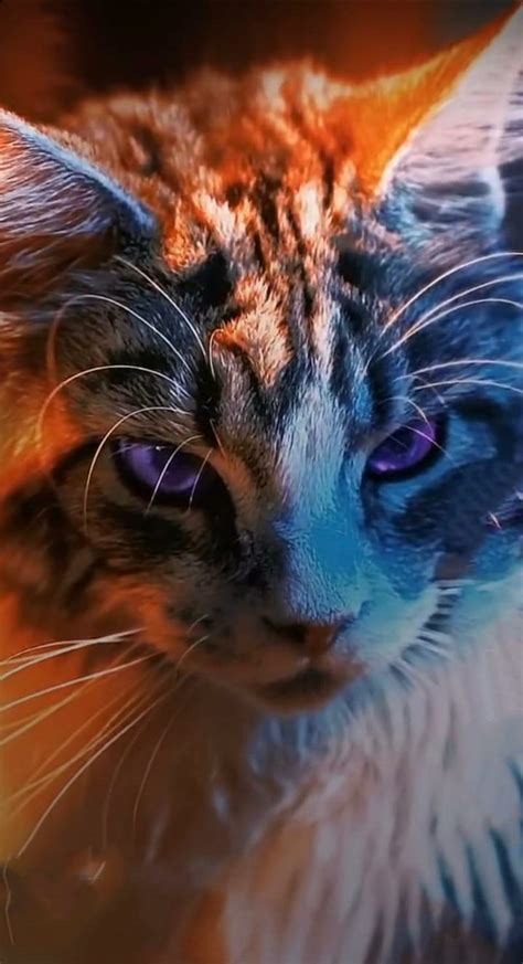 1920x1080px, 1080P free download | Majestic Cat, badass, cat, majestic, purple, white, HD phone ...