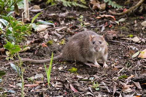 A swarm of rats has been spotted on Camberwell Green