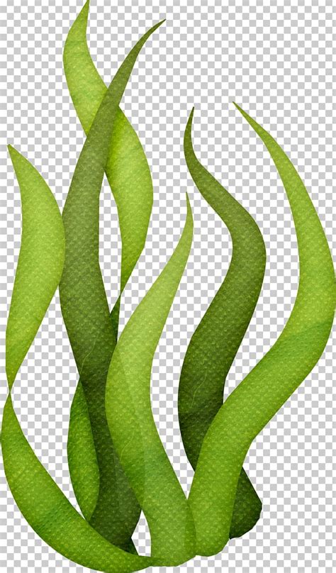 Seaweed Algae PNG, Clipart, Algae, Clip Art, Drawing, Edible Seaweed, Grass Free PNG Download