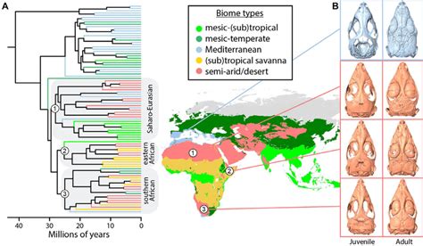 Lacertidae diversification patterns. (A) Evolutionary relationships of ...