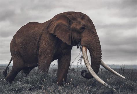 A majestic bull elephant grazes in Amboseli national park, Kenya. This elephant was among the ...