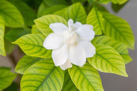 Gardenia Leaves Turning Yellow