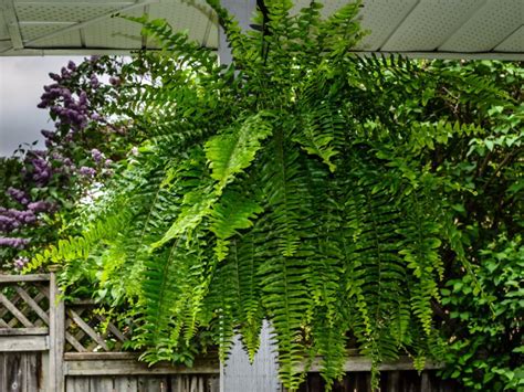 Trimming Boston Ferns: How To Cut Back Boston Ferns