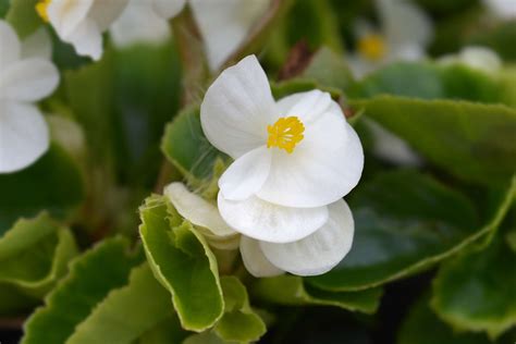 How to Grow and Care for Wax Begonias