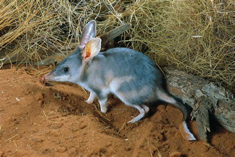 Bilby | marsupial | Britannica