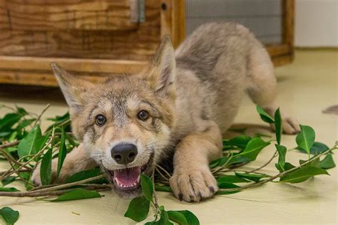 Your day is about to get better... - Shadow the wolf pup playing in the ...