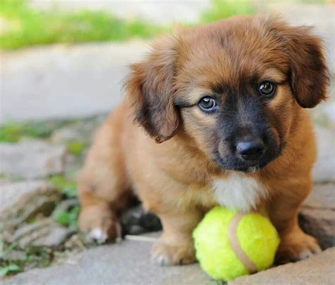 Brown Puppies, Small Puppies, Cute Puppies, Dogs And Puppies, Cute Dogs ...