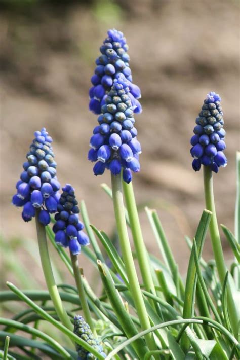 Grape hyacinth - planting and advice on how to care for muscari