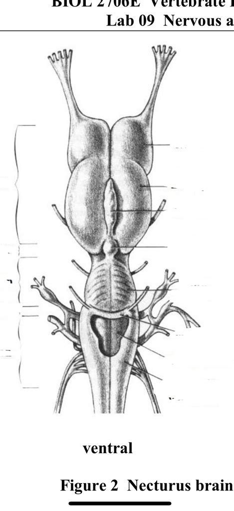 necturus brain Diagram | Quizlet