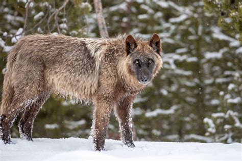 How Reintroducing Wolves Changed Yellowstone National Park - Geography Realm