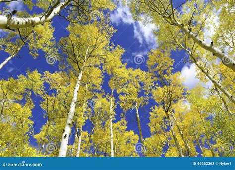 Fall Colors in the Rocky Mountains, USA Stock Photo - Image of denver, colors: 44652368