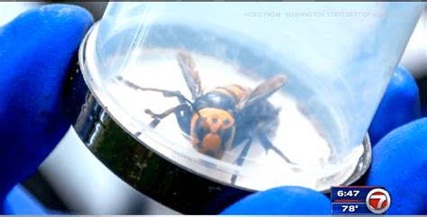 Second murder hornet nest of the year eradicated and a third nest located - WSVN 7News | Miami ...