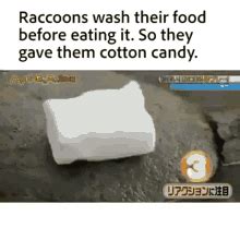 Raccoon Cotton Candy GIF - Raccoon Cotton Candy Gone - Discover & Share ...