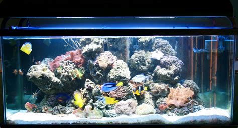 Nutrient export in the home reef aquarium - DanMatt Media