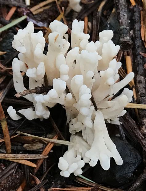 NWflora: Coral Fungi, Lentaria byssiseda