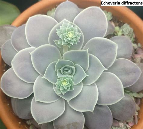 Echeveria diffractens / 20 seeds (Shattering echeveria) - UnusualSeeds