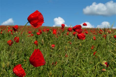 Poppy field Free Photo Download | FreeImages