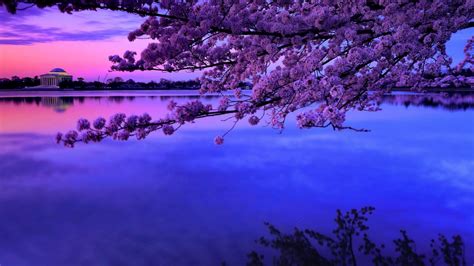 Beautiful Cherry Blossom Desktop Wallpapers - Top Free Beautiful Cherry ...