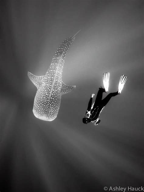 Whale Shark Diving in Placencia, Belize | Ashley Hauck - Photoblog