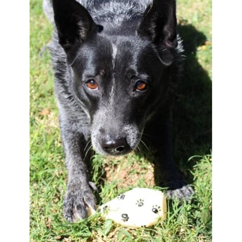 Kallie (D2454) - Medium Female Australian Stumpy Tail Cattle Dog Mix Dog in WA - PetRescue