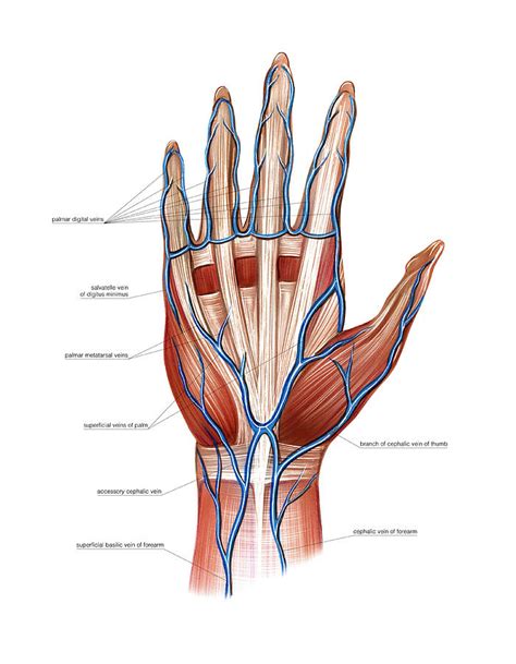 Parts Of Hand Palm Anatomy