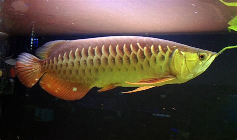 Arowana Fish Breed Information and Pictures - PetGuide | PetGuide