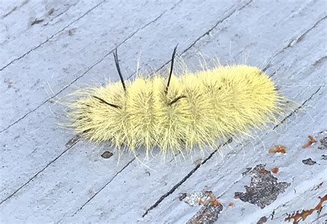 American Dagger Moth Caterpillar Sting: Quick Facts & Remedies for You - What's That Bug?