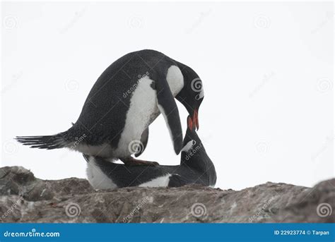 Mating Penguins. Stock Images - Image: 22923774