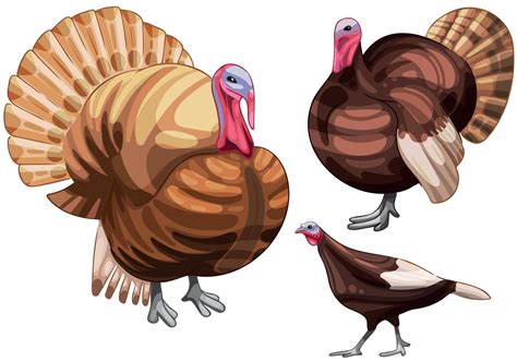 The hand drawn set of turkeys. The breed of Buff turkey 8439932 Vector Art at Vecteezy