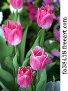 Free art print of Pink tulip in the group. Pink tulip standout in the group of orange tulips ...