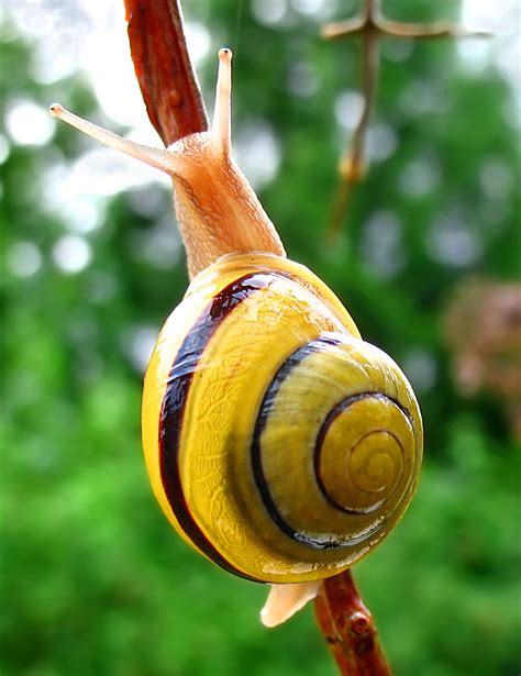 animal handling - How can I safely pick up a garden snail? - Pets Stack Exchange