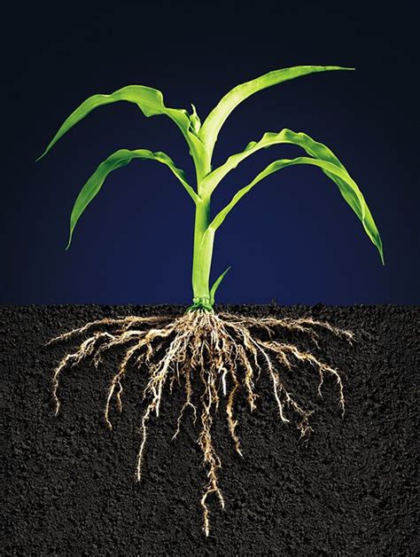 an image of a plant that is growing out of the ground with roots on it