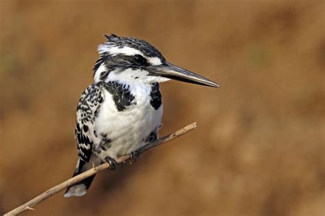 Pied kingfisher (Ceryle rudis)