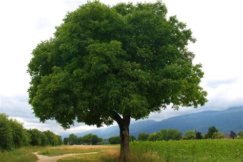 3 Techniques for Photographing Trees