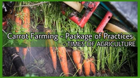 How to Start Successful Carrot Farming - Package of Practices - TIMES ...