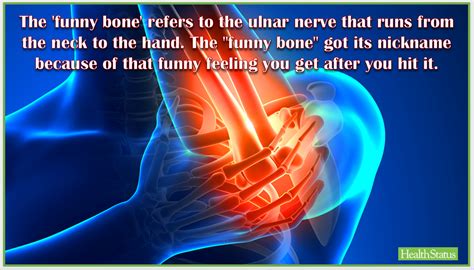 The 'funny bone' refers to the ulnar nerve that runs from the neck to the hand. The "funny bone ...