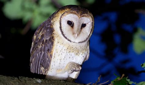 Australian masked-owl facts, distribution & population | BioDB