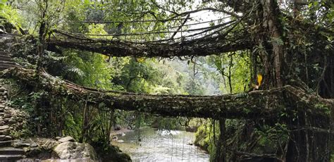 Free stock photo of Double root bridge