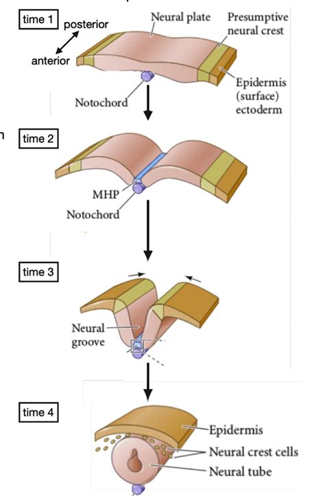 SOLVED:time Neural plate Presumptive neural crest posterior anterior Epidermis (surface ...