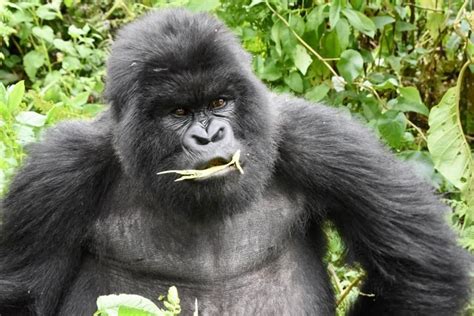 What Do Mountain Gorillas Eat - Pamoja Safaris